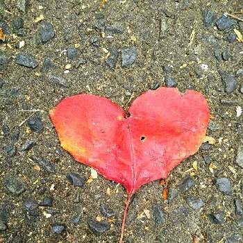 ナンキンハゼ❁❀の画像 by りんかさん | お出かけ先とあっ火曜日と紅葉（こうよう）と真っ赤な火曜日と落ち葉とナンキンハゼ❁❀と嬉しい出会いと秋の深まりと秋雨