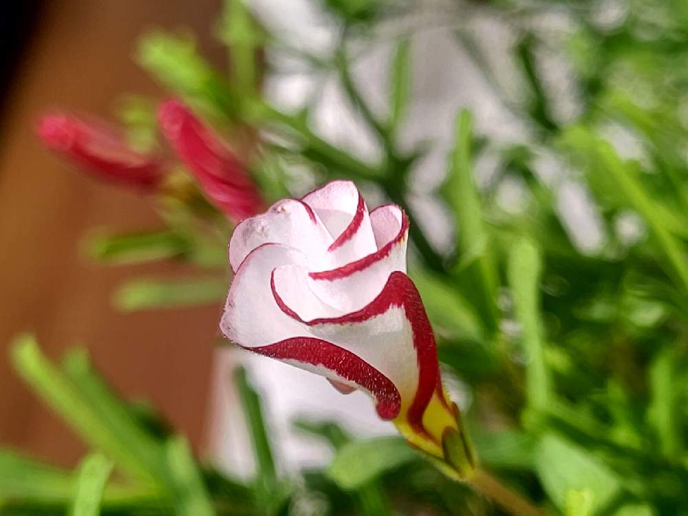 の画像 by *hiro*さん | オキザリスバーシカラーとオキザリスパーシーカラーと可愛い花と癒しの植物とおうち園芸と大好きな花と花のある暮らしと白チーム✨