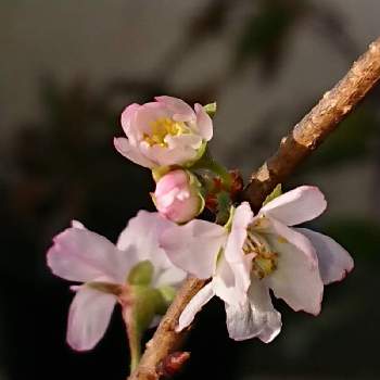 我が家の花小屋の画像 by 山大好き隆子さん | 棚と十月桜と花のある暮らしと我が家の花小屋と今朝の庭巡り