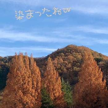 今年も逢えたねの画像 by naoppeさん | お出かけ先とみんなが幸せに〜〜♡と今年も逢えたねと季節を感じてと青い空と自然と美しい樹木と元気をありがとうとメタセコイア☆