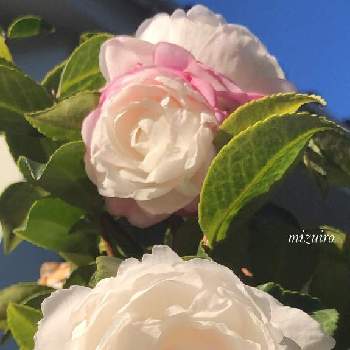 サザンカ 朝倉の投稿画像一覧 Greensnap グリーンスナップ