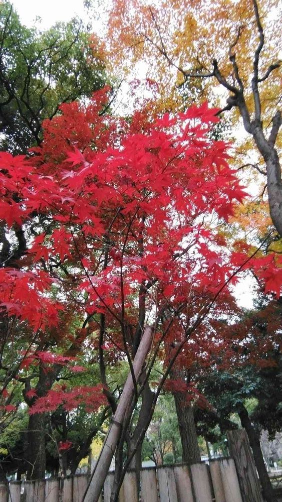 Momorin　　さんの横浜公園への投稿