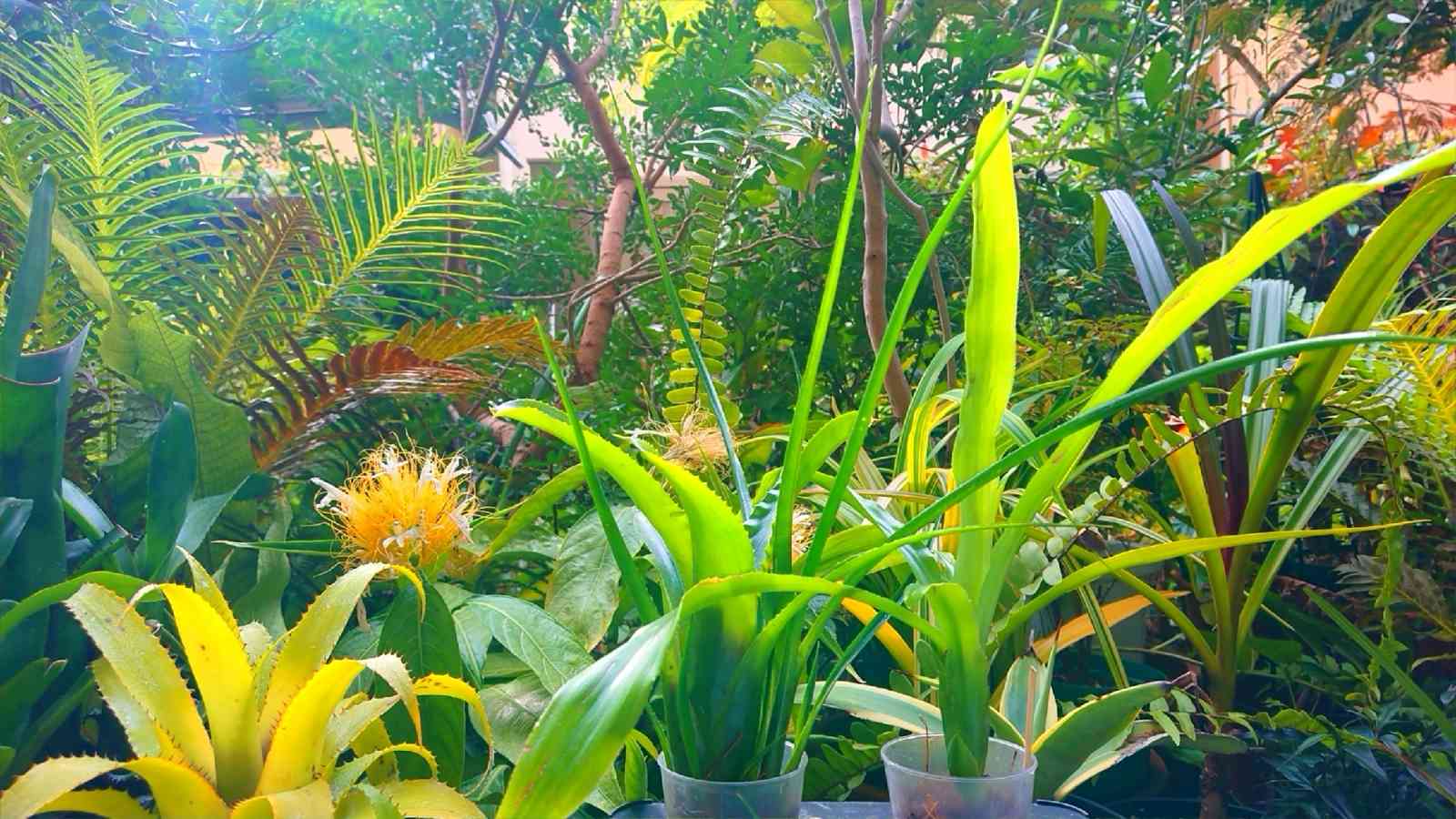 ネオレゲリア　ウィルソニアナ　ブラックフォーム　希少種 ネオレゲリア ウィルソニアナ ブラックフォーム 希少種