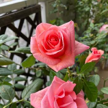 ピンクのミニバラの画像 by ユーリさん | バルコニー/ベランダとミニ薔薇♡と癒しのばらと植物のある暮らしと花と緑のある暮らしとミニバラ鉢植えと薔薇に魅せられてととにかく花が好きと植物が好き♡と薔薇のある暮らし♡と花に惹かれて癒されるとピンクのミニバラとバラ好きと四季咲きのバラとバラに夢中と可愛いね♡