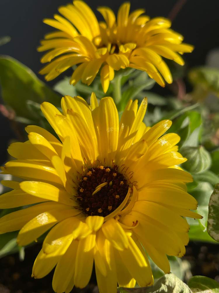 バルコニー/ベランダの画像 by 愛月さん | バルコニー/ベランダとガーデニングビギナーとベランダ緑化計画と葉っぱも好きと寄せ植えと黄色い花と緑のある暮らしとカレンデュラ♡