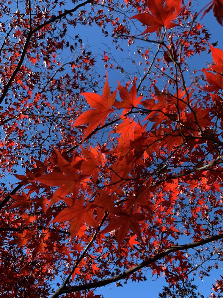 の画像 by まちださん | 日本庭園と紅葉（こうよう）と根津美術館と真っ赤な火曜日