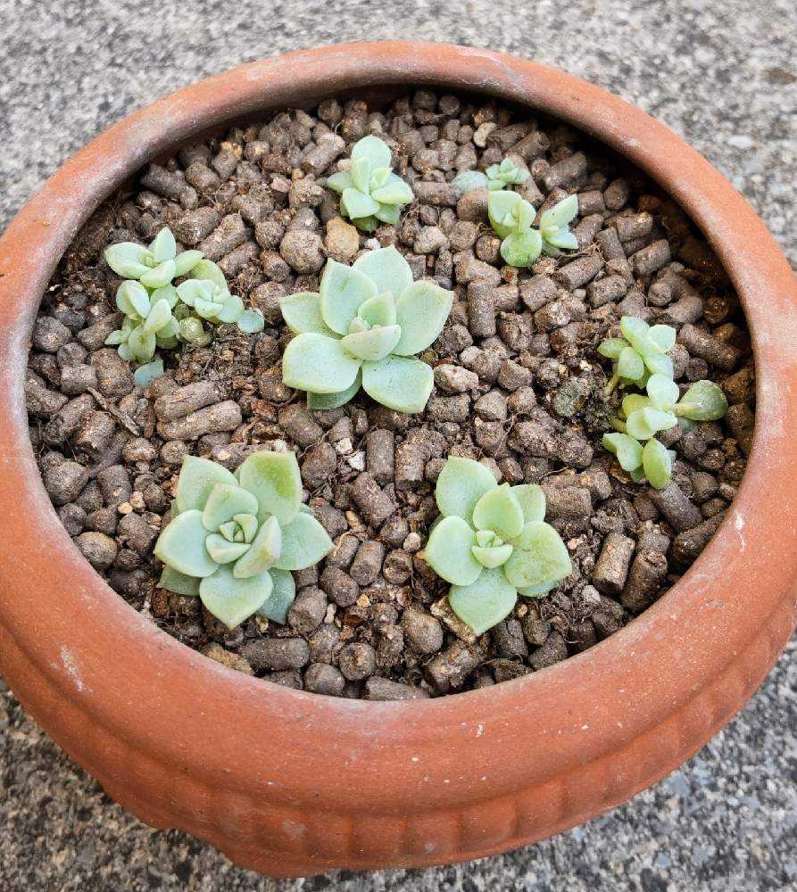 白牡丹の葉挿し｜🍀GreenSnap（グリーンスナップ）