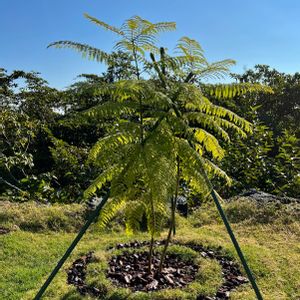 ジャカランダ,憧れ,100均観葉植物,妄想,世界三大花木の画像