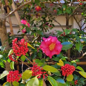 クロガネモチの紅い実の画像 by たまにゃんさん | ツバキとクロガネモチとクロガネモチの実と神社とつばきの花とクロガネモチの紅い実と赤い花と赤い実とお出かけ先にて