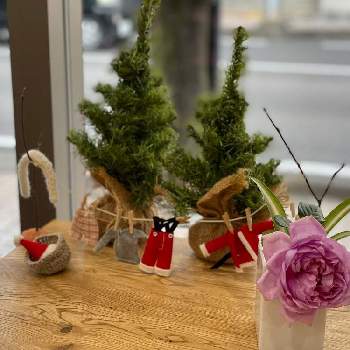クリスマスの準備の画像 by hiro-151e.さん | 部屋とバラ ローズポンパドールとスマホ撮影とばら バラ 薔薇とおうち園芸とおきにいりとクリスマスの準備とお庭の植物と花のある暮らしと好きなものいっぱいとバラ愛同盟
