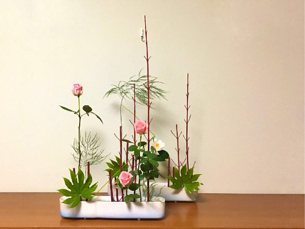 椿 つばき の投稿画像 By いこさん ヤツデとサンゴミズキとアプライトとバラと部屋とお花のある暮らしと生花といけばなと君も花が好きなのかと切り花と 生け花とお花のある暮らしと生花といけばなと君も花が好きなのかと切り花と生け花 21月11月30日 Greensnap