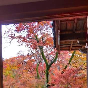 京都　嵐山の画像 by レンタラネコさん | お出かけ先と京都　嵐山