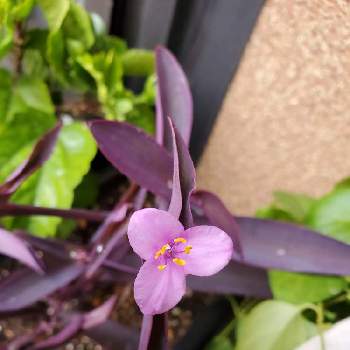 紫の葉の画像 by よだかさん | 玄関とカラーリーフと紫の葉と植物のある暮らしとピンクの花とリーフプランツと紫御殿*と花のある暮らし