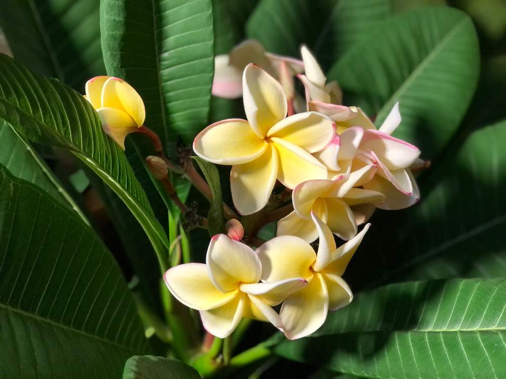 プルメリアの投稿画像 By 南国オヤジさん 玄関とトロピカルと南国風と花のある暮らしと白い花とアジアンガーデニングとトロピカルと南国風と花 のある暮らしと白い花とアジアンガーデニング 21月11月30日 Greensnap グリーンスナップ Greensnap グリーン