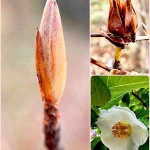 ナツツバキ,在来種,冬芽,ツバキ科,秋保大滝植物園の画像