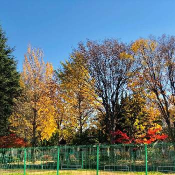 秋色散歩の画像 by さぼさぼさん | お出かけ先とケヤキとイチョウとモミジとヒマラヤスギの木と秋色散歩と深まる秋とあっ火曜日と医療・介護の皆様に感謝と小春日和とコロナに負けるな！と黄色い葉っぱと赤い葉っぱと心和むひと時を…と明日はきっと良い日になると真っ赤な火曜日と秋の色と2021紅葉発表会と青空と紅葉2021♡