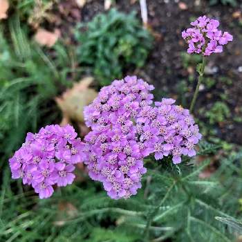 セイヨウノコギリソウ の投稿画像一覧 Greensnap グリーンスナップ