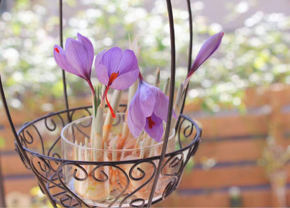 窓辺の画像 by りょうさん | 窓辺とサフランとナチュラルガーデンと球根栽培と球根とサフラン転がし栽培とサフラン！と花のある暮らしとサフランのお花