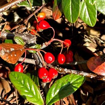 ベニシタンの画像 by レモン茶さん | お出かけ先とベニシタンとコトネアスターと赤い実と真っ赤と散歩小径