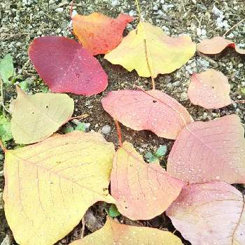 秋雨の画像 by りんかさん | お出かけ先とあっ火曜日と✨ きらきら ✨と暫しうっとり♡と真っ赤な火曜日と落ち葉とナンキンハゼ❁❀と嬉しい出会いと秋雨とグリーンアクセサリー♪