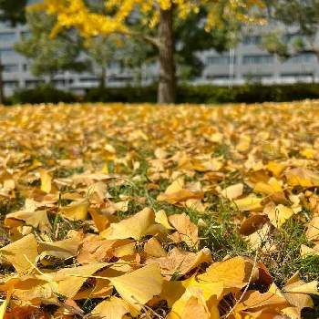 秋景色の画像 by ガブりんさん | 銀杏と散歩と秋景色と東公園