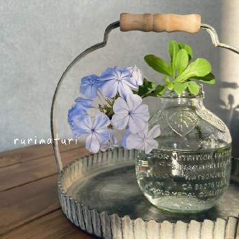 空き瓶の画像 by ハナヒロさん | 部屋とルリマツリと切り花とアンティーク雑貨とベランダのお花と空き瓶