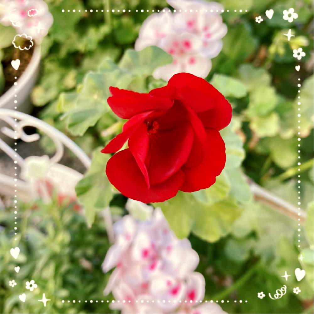 小さな庭の画像 by りんごさん | 小さな庭とゼラニウムとあっ火曜日と真っ赤な火曜日