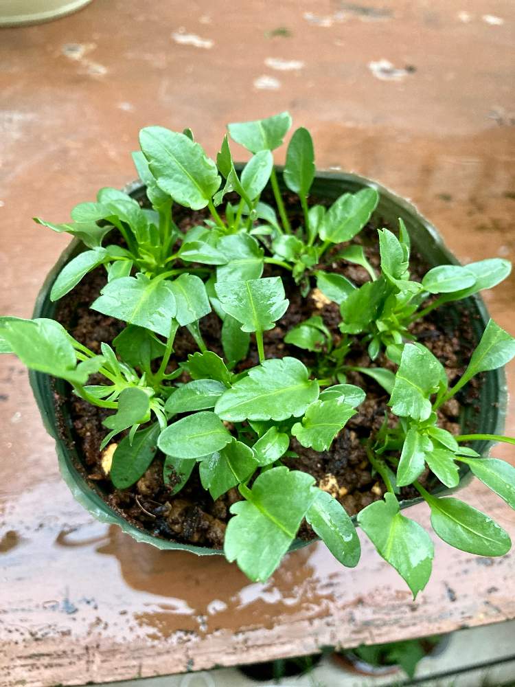 ビオラ 初めての挿し芽 Greensnap グリーンスナップ ビオラ 初めての挿し芽 Greensnap グリーンスナップ