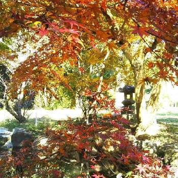秋の深まりの画像 by りんかさん | お出かけ先とあっ火曜日と不思議な世界とイロハモミジ。と自然美と暫しうっとり♡と紅葉（こうよう）と【額縁シリーズ】と真っ赤な火曜日と感謝を込めてと嬉しい出会いと秋の深まり