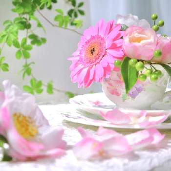 シュガーバイン☘️の画像 by こもひささん | 部屋とガーベラ♪とcanonとピンクの花とサザンカ(山茶花)とピンク❤︎ピンクとミニアレンジとティーカップとサザンカのお花とフラワーアレンジメントと可愛いと花のある暮らしと ガーベラとプレゼントと嬉しいと万両 。と 万両の実とマンリョウの実とシュガーバイン★とシュガーバイン☘️