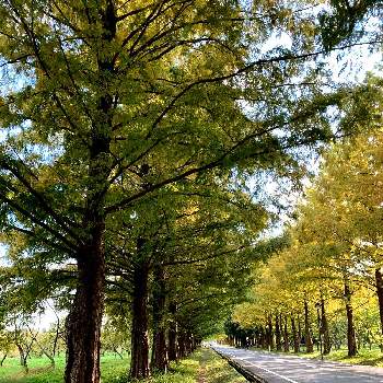 メタセコイヤの樹木の画像 by kazu giardinoさん | お出かけ先と紅葉・黄葉とメタセコイヤの樹木