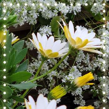 サントリー キララ ホワイトの画像 by 流星さん | ユーフォルビア ダイアモンドスターとサントリー キララ ホワイトと花のある暮らしと鉢植え。とおうち園芸
