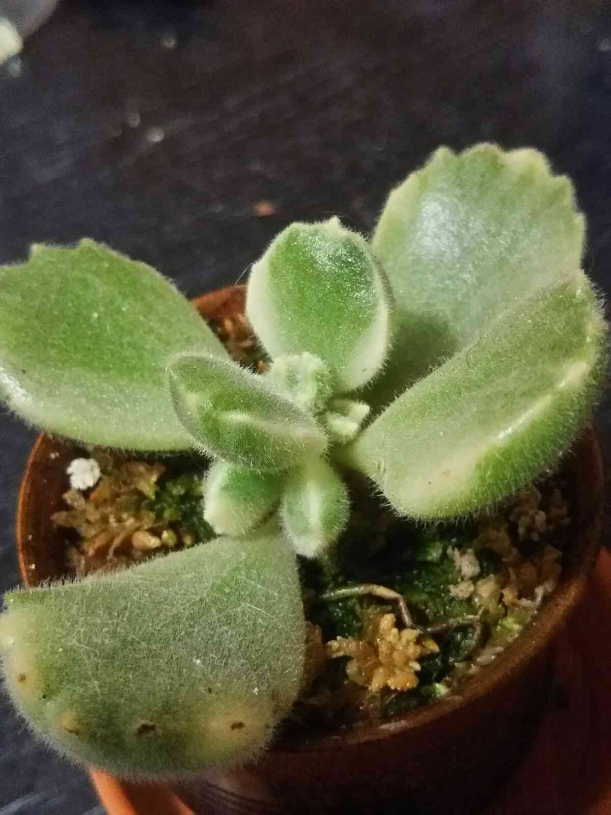 1638275106304_523789_20211130_