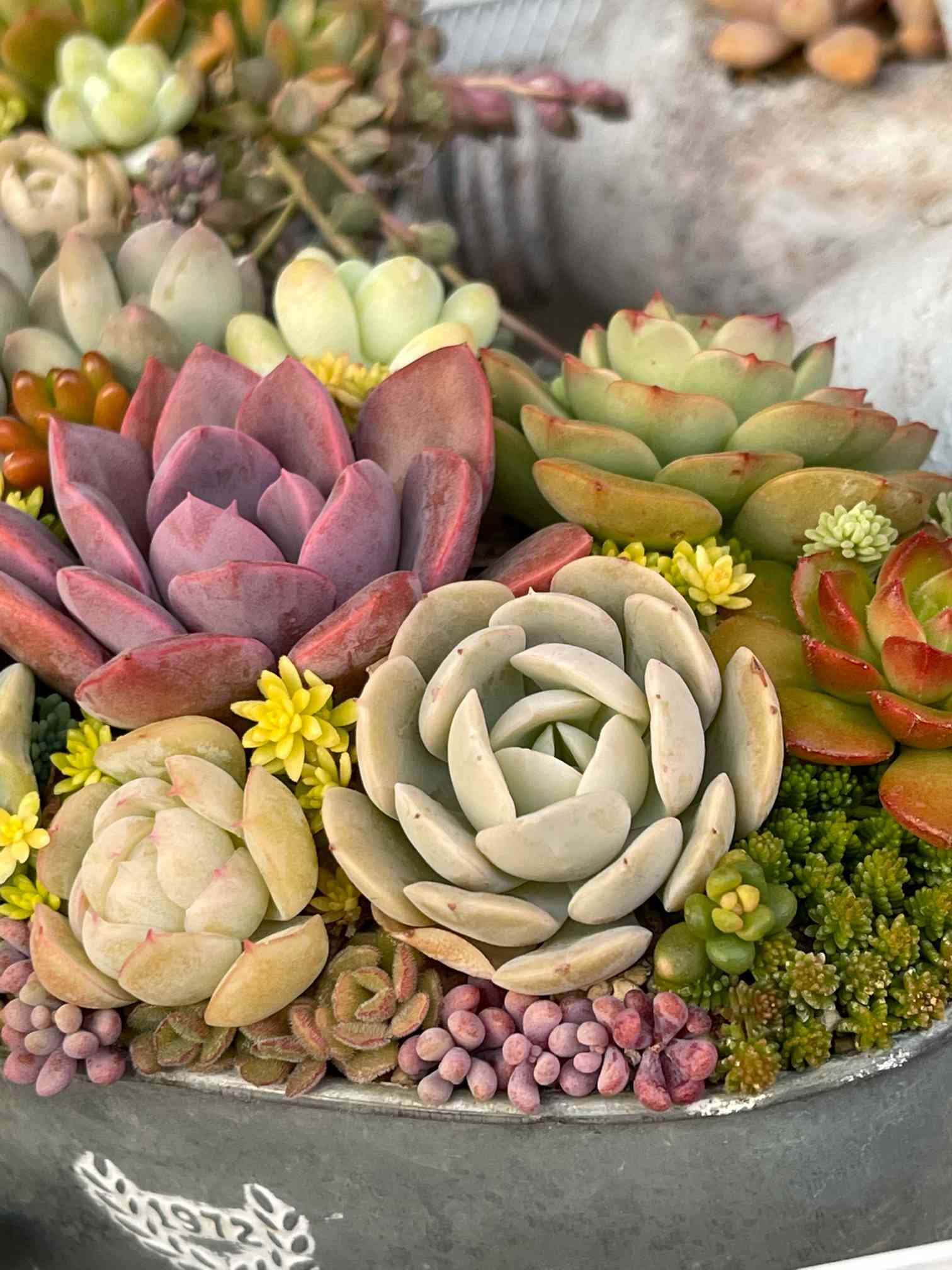 多肉植物一覧⑦｜🍀GreenSnap（グリーンスナップ）