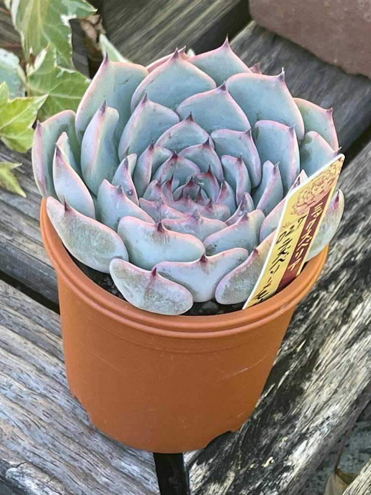 多肉植物⑤（お問合せはこちらからお願いします♪） お勧めセンペル🍀 🌱ロージー 🌱ジュエルケース お店のお勧め