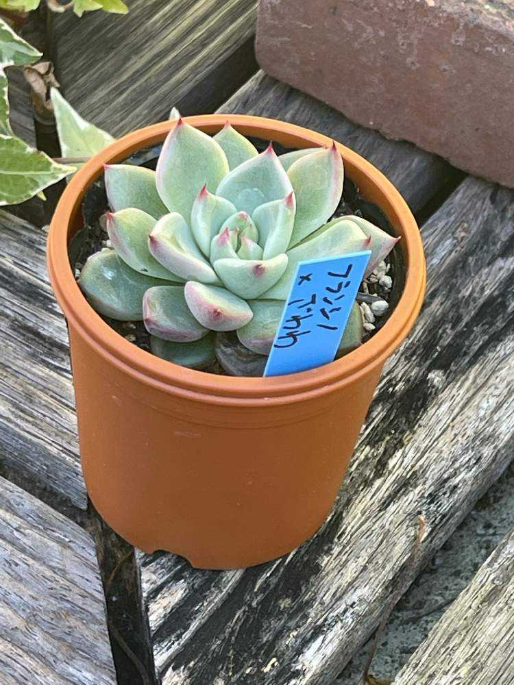 多肉植物一覧⑦｜🍀GreenSnap（グリーンスナップ）