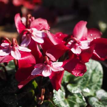 美しい葉色の画像 by サチコさん | 小さな庭とガーデンシクラメン・ジックスと美しい葉色とプランターと癒しと可愛い花とマイガーデンとおうち園芸と赤い花と可愛いと花のある暮らしとかわいいとお花とお花好きとガーデンシクラメン❤︎