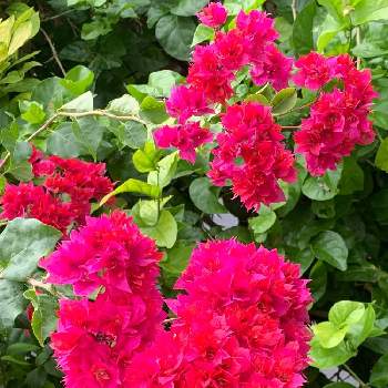 八重咲きブーゲンビリアの画像 by ピーモモさん | お出かけ先と八重咲きブーゲンビリアと花のある暮らしと沖縄とピンクワールドへ ようこそ