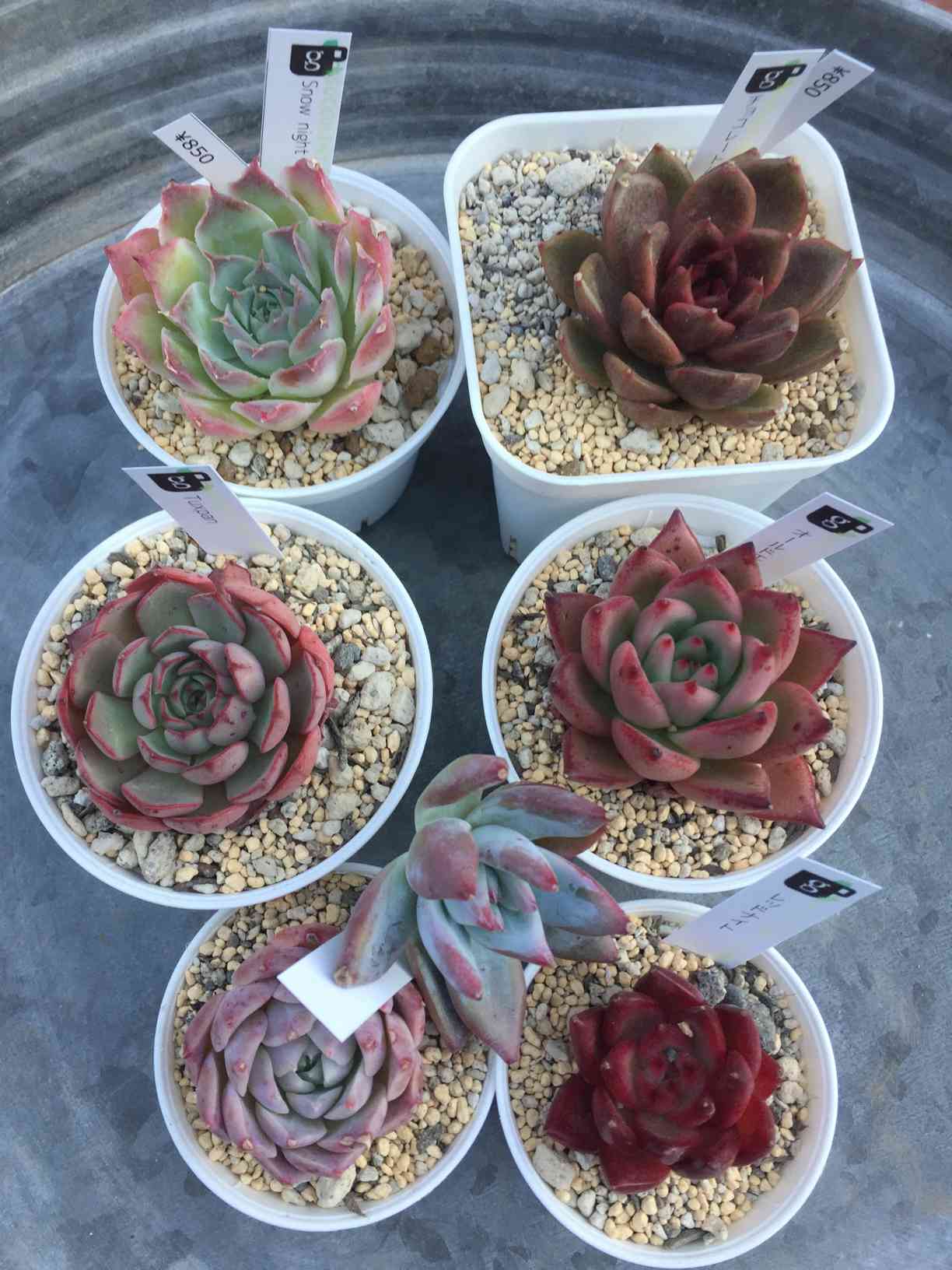 masa2311‼️ 多肉植物　カット苗　気まぐれセット masa2311様 専用‼️ 多肉植物 カット苗 気まぐれセット