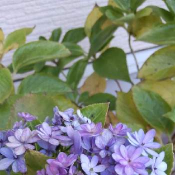 紫陽花ダンスパーティ の投稿画像一覧 Greensnap グリーンスナップ