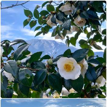 故郷の風景の画像 by はーにゃんさん | シロツバキと故郷の風景と恵那山の景色