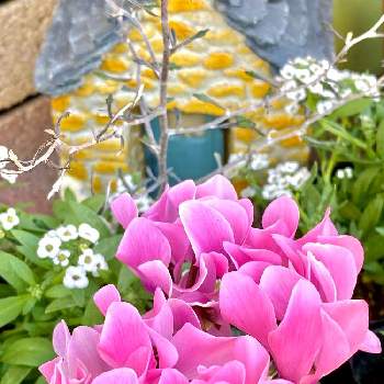 自宅にて♬の画像 by CIITA GARDENさん | エントランスとガーデンシクラメンと花のある暮らしと自宅にて♬