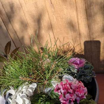 お正月の準備の画像 by 庭の花子さん | 玄関とお正月の準備と風に揺れる花とおうち園芸と買い物と家の庭風景と園芸屋さん