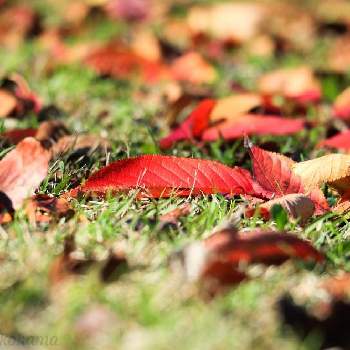 秋の訪れの画像 by ヒガ君さん | お出かけ先とみなとみらいと秋の訪れと汽車道と秋の気配と散歩