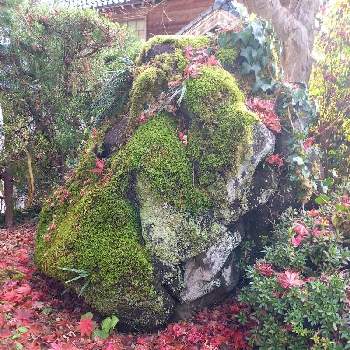 庭石との投稿画像一覧 Greensnap グリーンスナップ