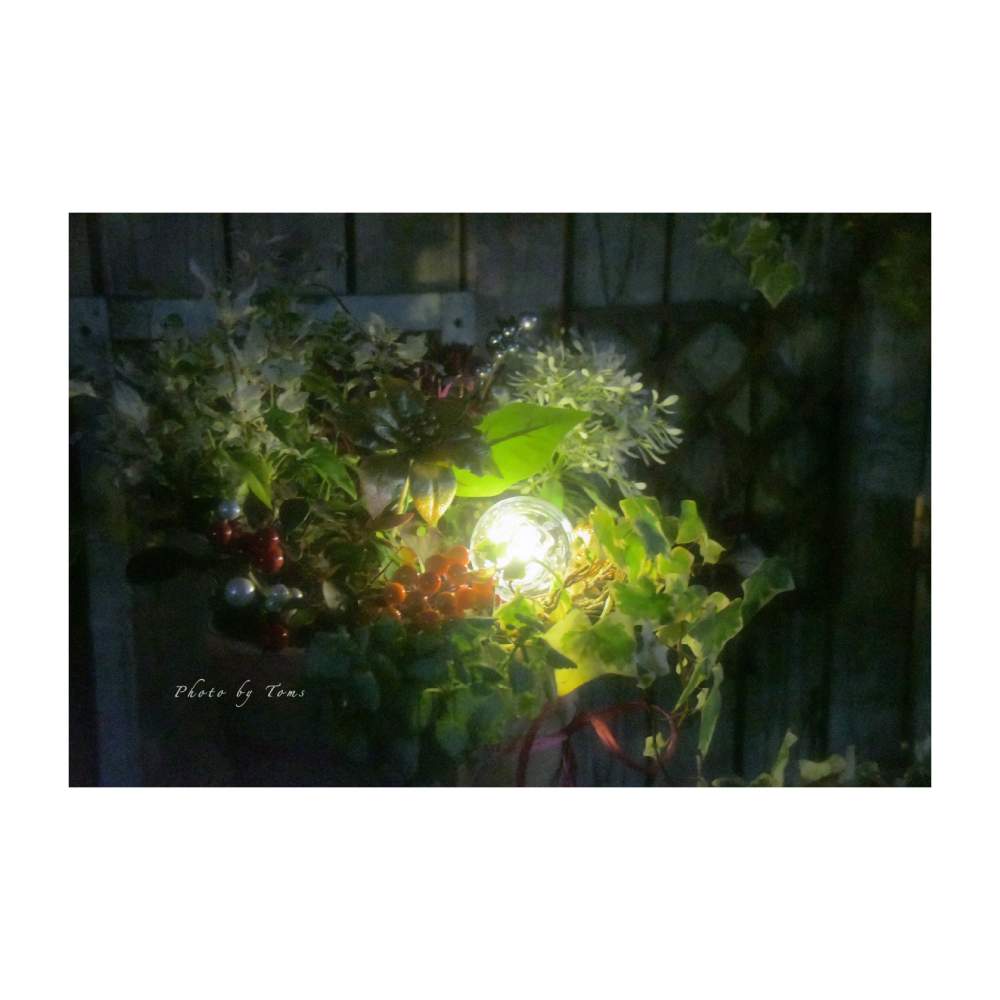 小さな庭の画像 by Tomsさん | 小さな庭と花壇と一眼レフとナチュラルガーデンとおうち園芸と今日のお花とガーデニング初心者と名前を教えてくださいとガーデニングと花のある暮らしとNikonとインテリアグリーンとクリスマスと寄せ植えとフラワーアレンジメントとベランダガーデンとYouTube