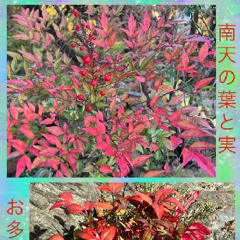 秋の実りの画像 by ひみつのアッコちゃんさん | 広い庭と南天2種類と私のお気に入りと秋の実りと美しい葉