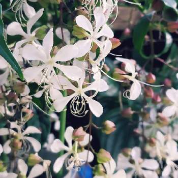 クラリンドウ♡の画像 by 白詰草さん | 棚とクラリンドウとおはな。といやされる♡とクラリンドウ♡と温室とクレロデンドルム・ウォリキーと花のある暮らしと白い花