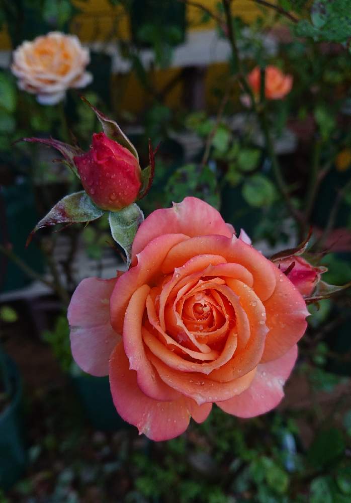 小さな庭の画像 by ＹＵＭＩＫＯさん | 小さな庭と私の癒し♡と切り薔薇品種と薔薇愛同盟と花が好き❤とわれら17年組とおうち園芸とお花に癒されてと植中毒と2021 YUMIKO薔薇と花のある暮らしとかわいいな♡といい色♡