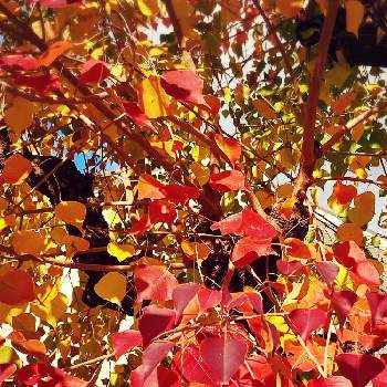 秋の空の画像 by 花愛さん | お出かけ先とナンキンハゼと秋の空と元気！と紅葉（こうよう）と鮮やか ときれーい✨と花のある暮らしとチーム・ブルーと優しい色